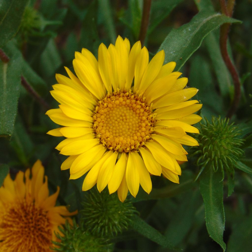 Grindelia camporum