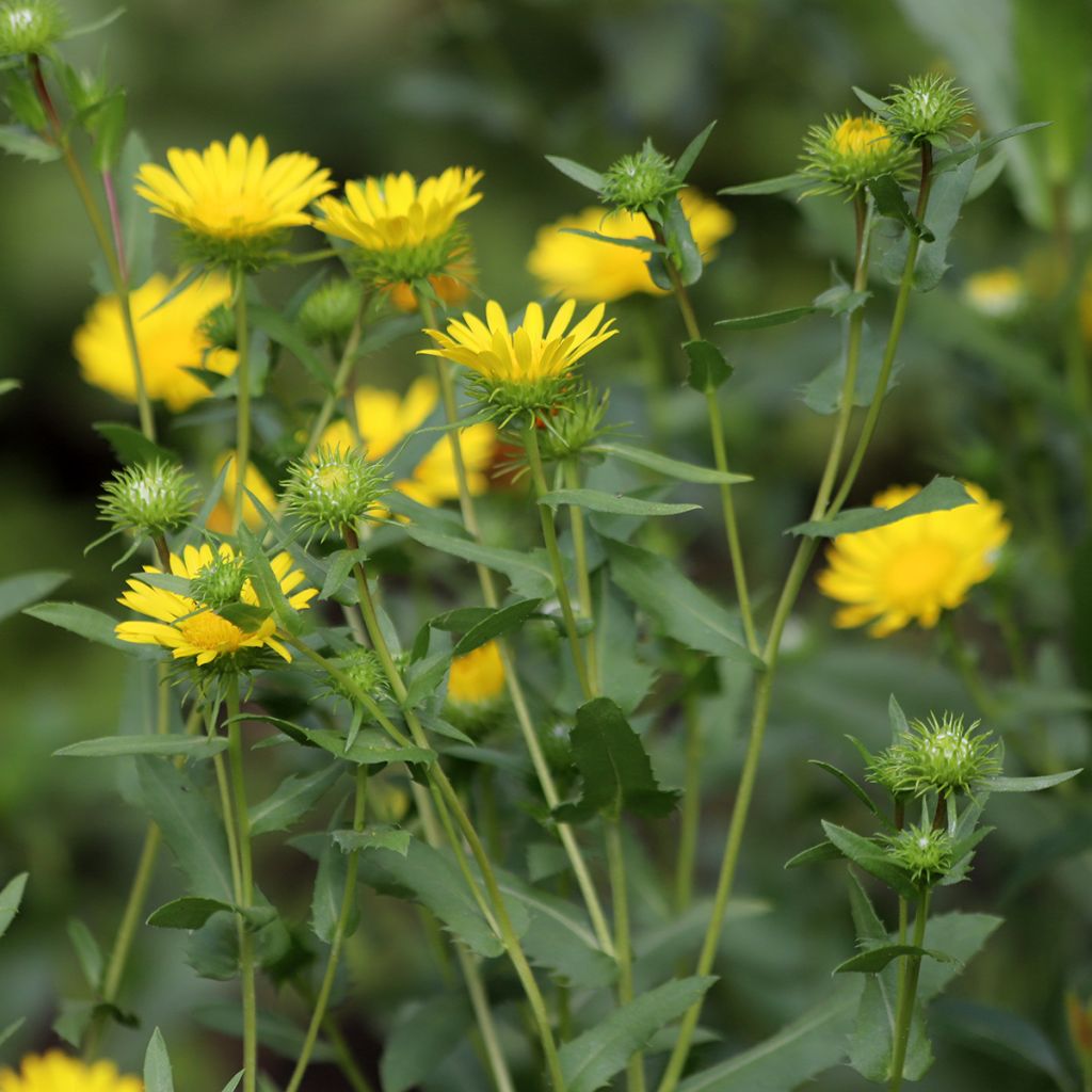 Grindelia camporum