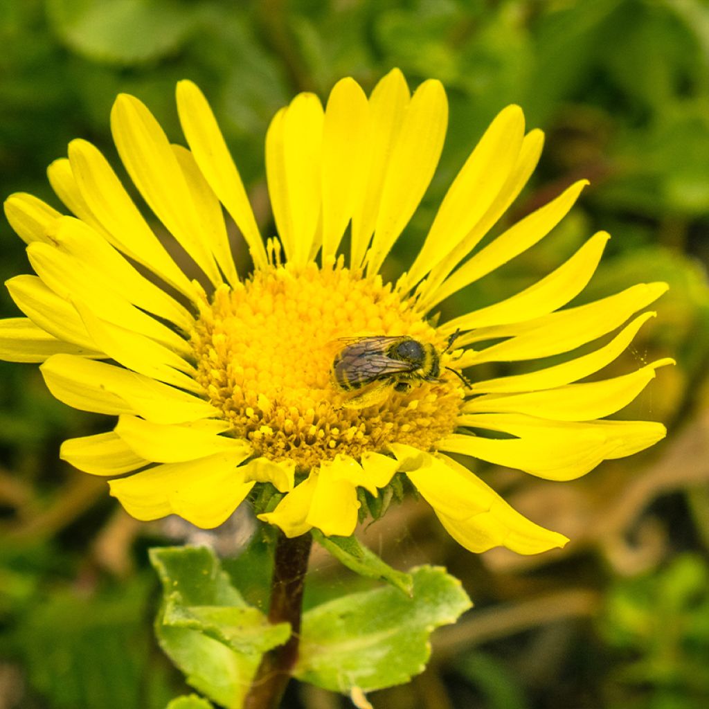 Grindelia camporum