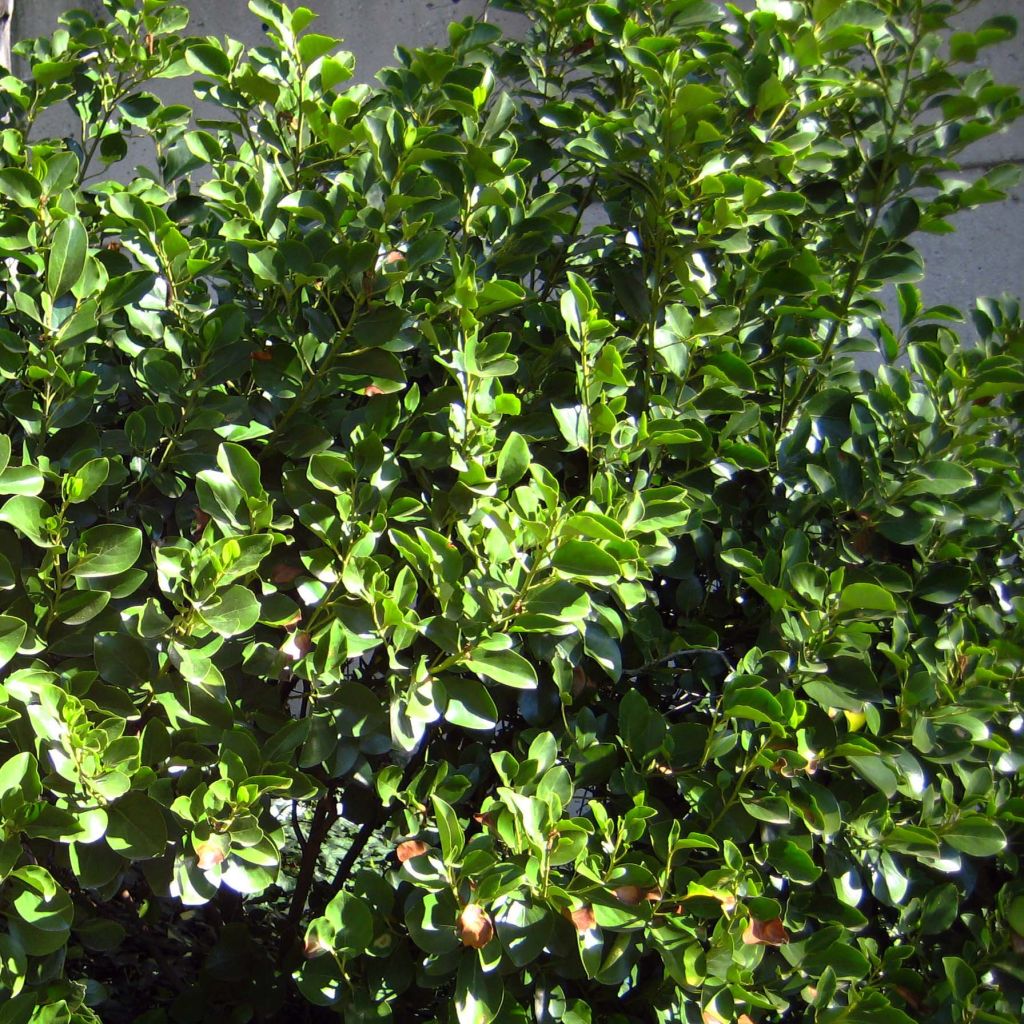 Griselinia littoralis - Griselinie du littoral