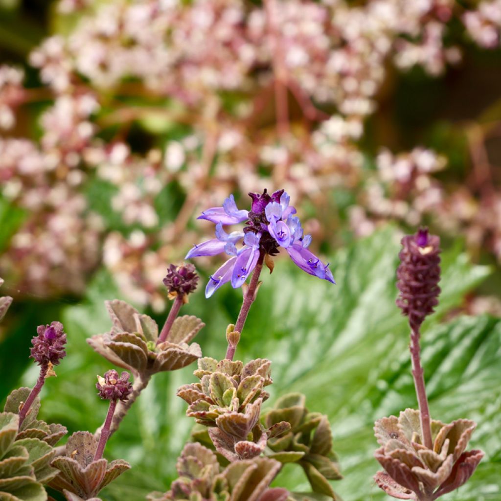 Planta del dinero - Plectranthus fragrantissimum