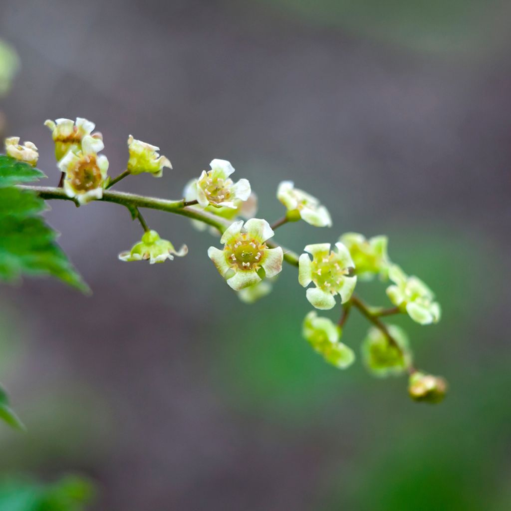 Grosella roja Jonkheer van Tets - Ribes rubrum