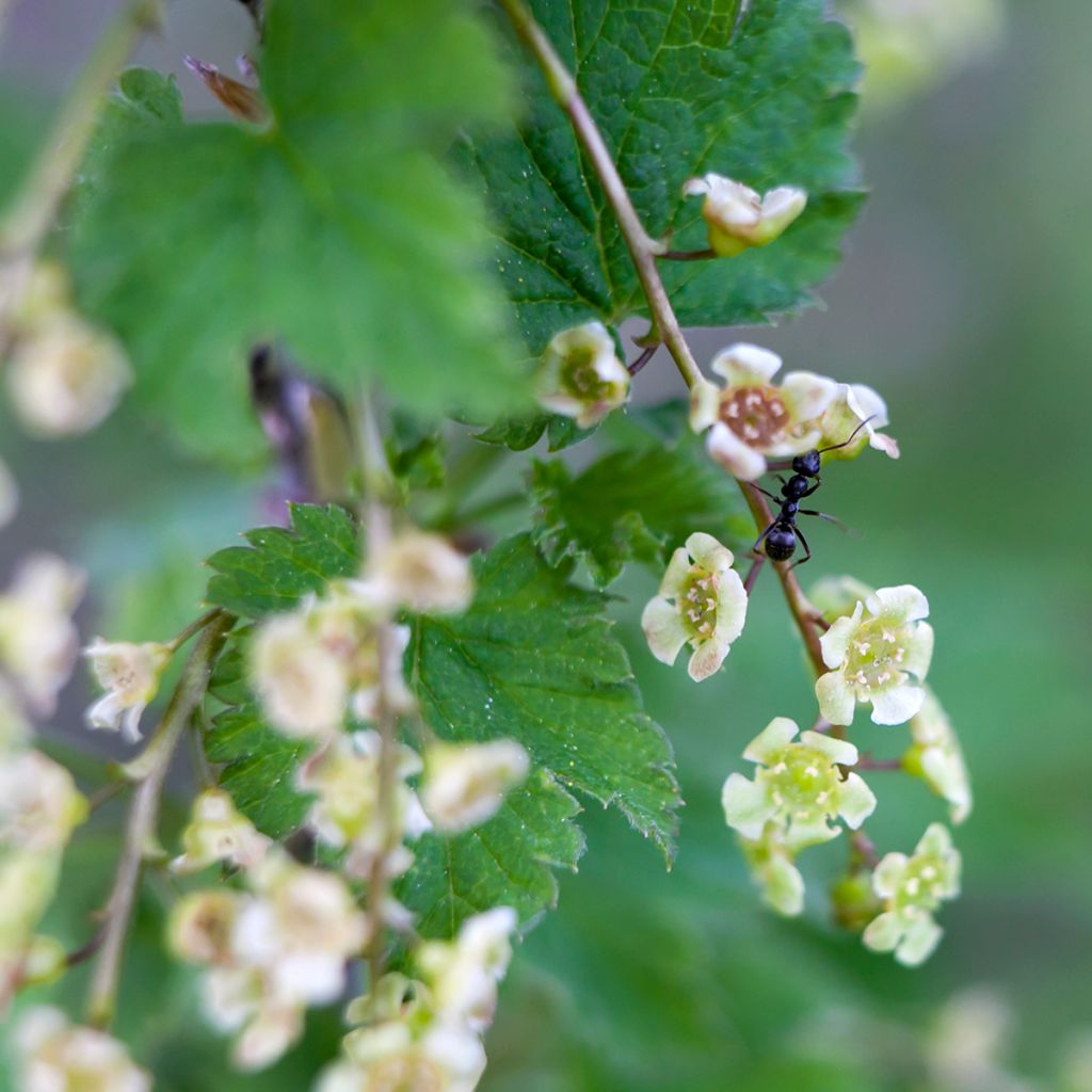 Grosella roja Jonkheer van Tets - Ribes rubrum