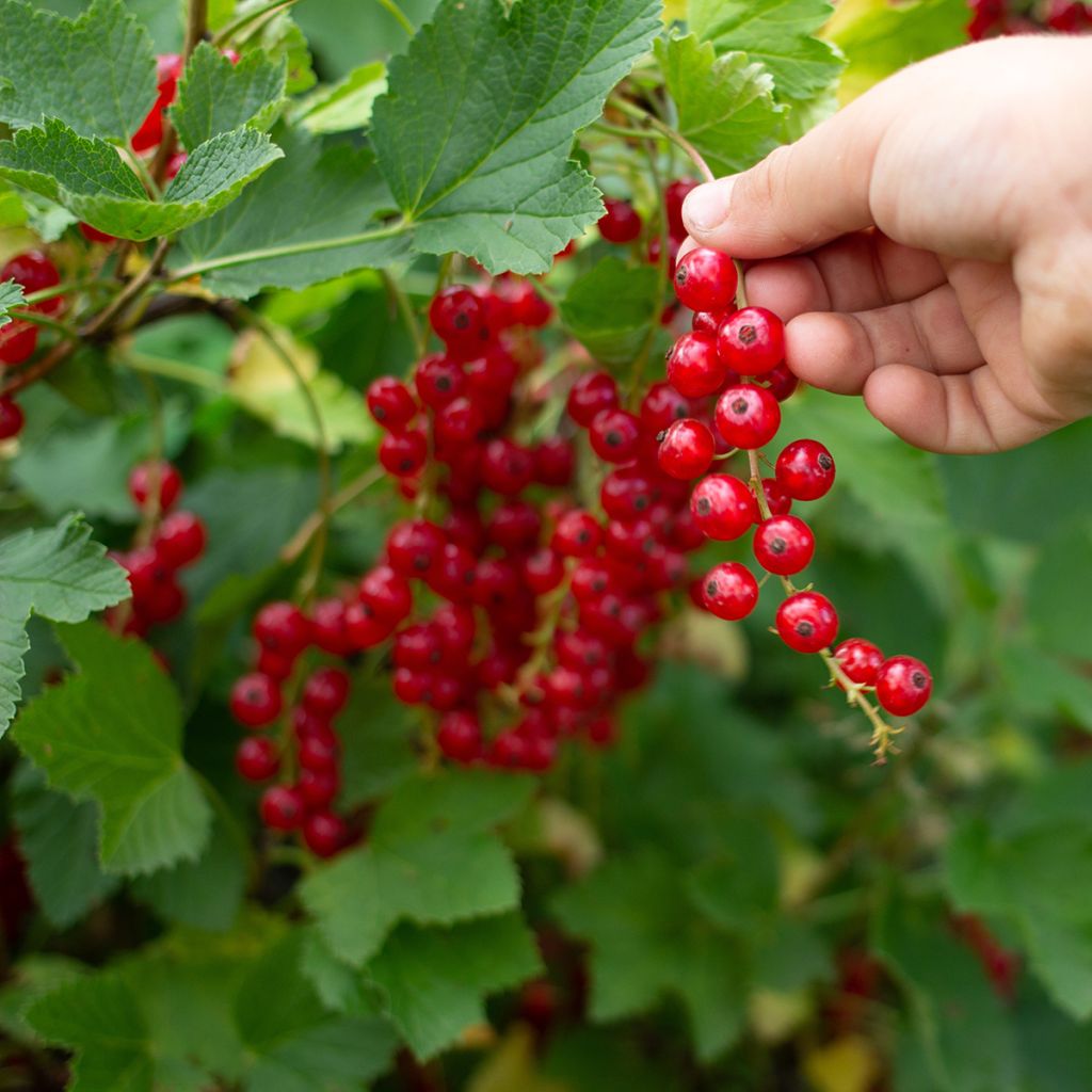 Grosella roja Jonkheer van Tets - Ribes rubrum