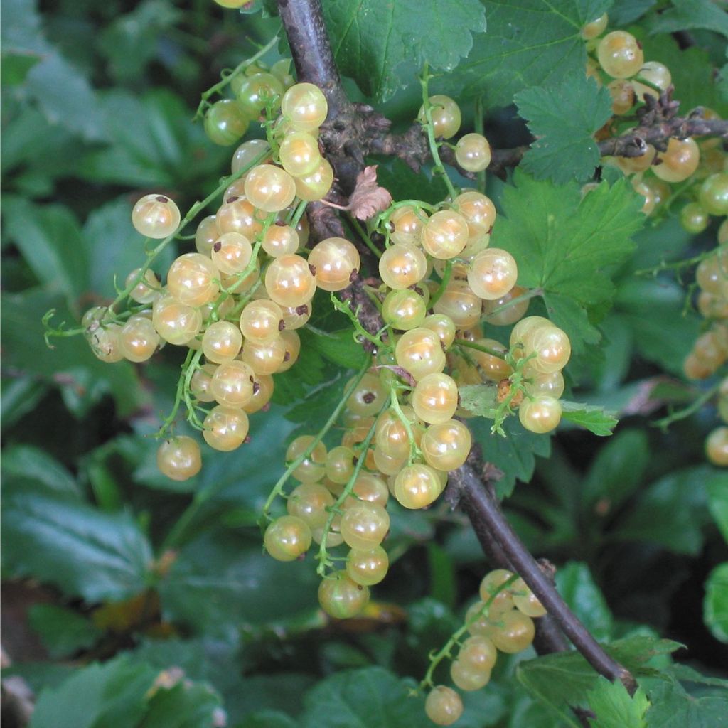 Groseillier à grappes Hollande blanche - Ribes rubrum