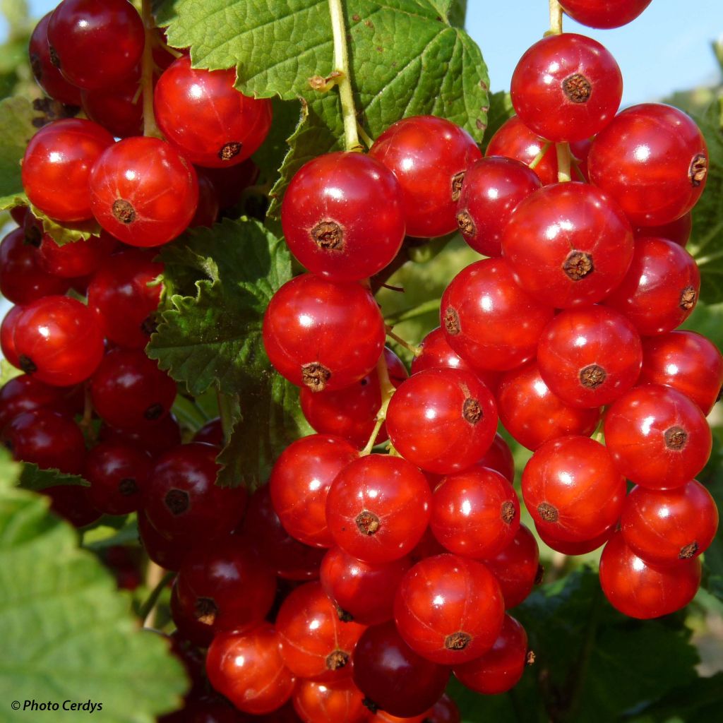 Grosella roja Rolan