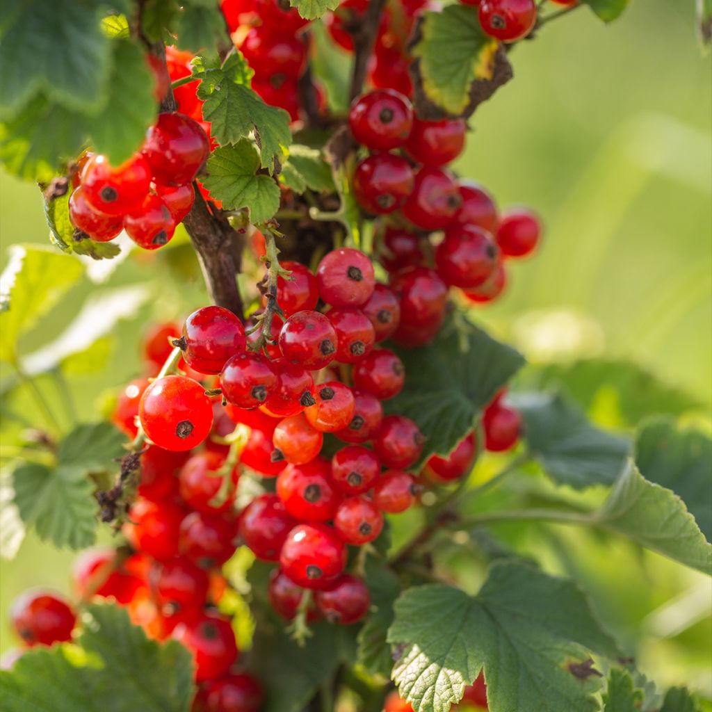 Grosella roja Première Groseille Raisin