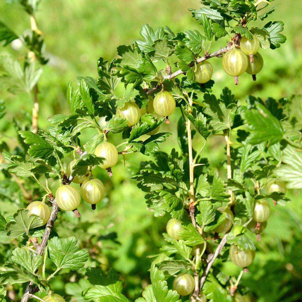 Grosella espinosa Invicta