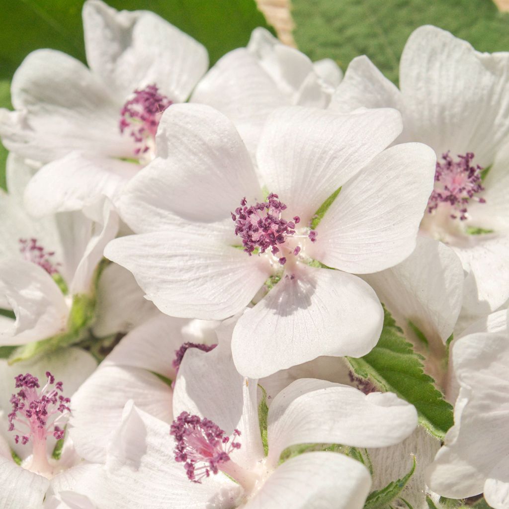 Malvavisco - Althaea officinalis