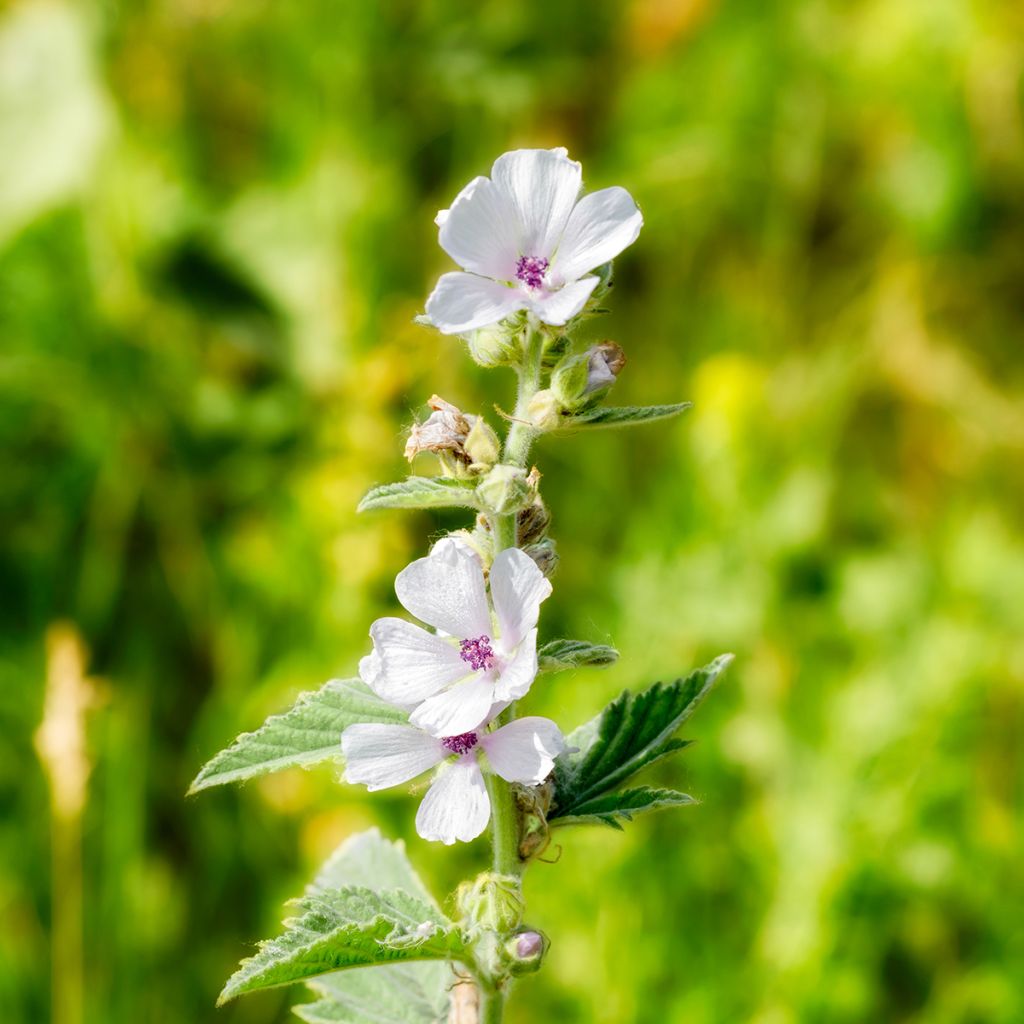 Malvavisco - Althaea officinalis