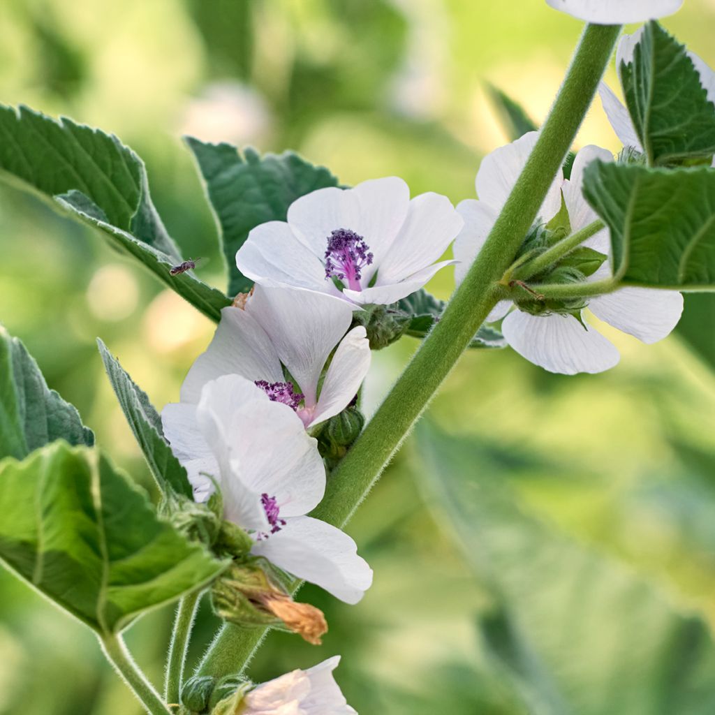 Malvavisco - Althaea officinalis