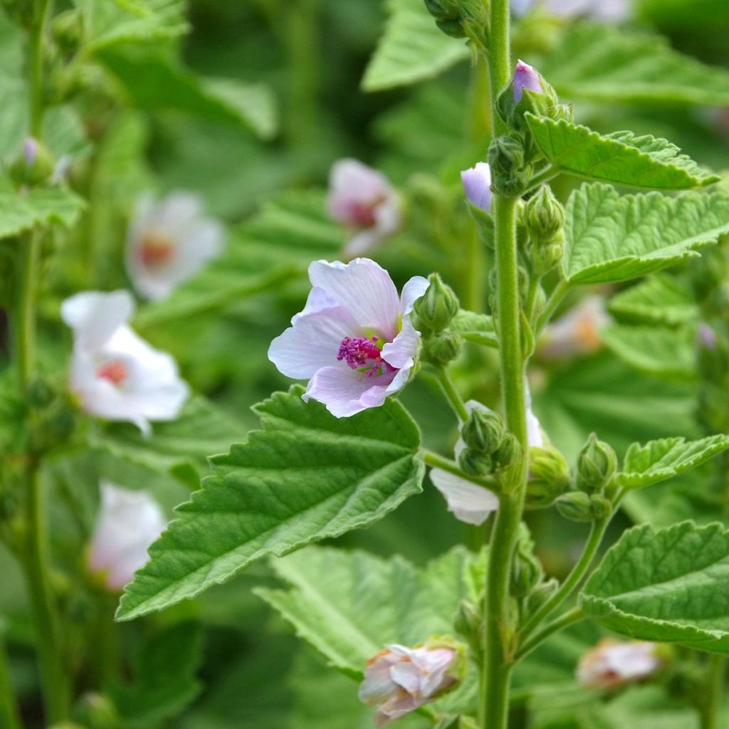 Malvavisco - Althaea officinalis