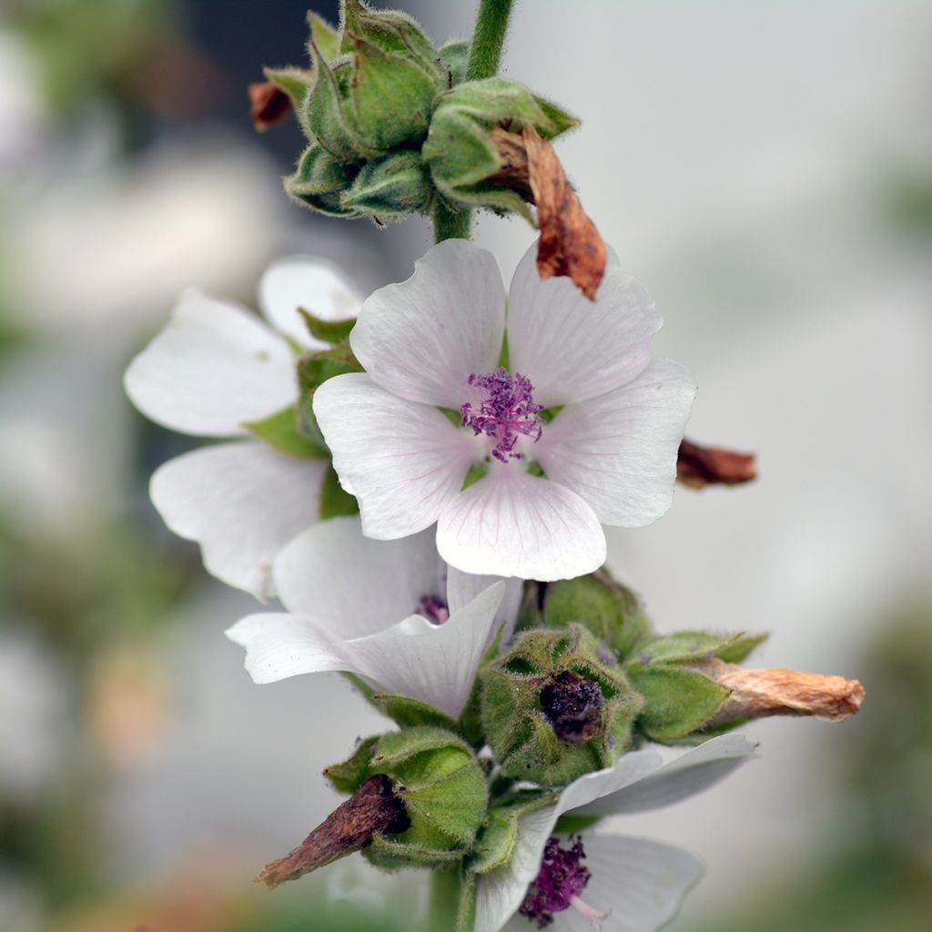 Malvavisco - Althaea officinalis