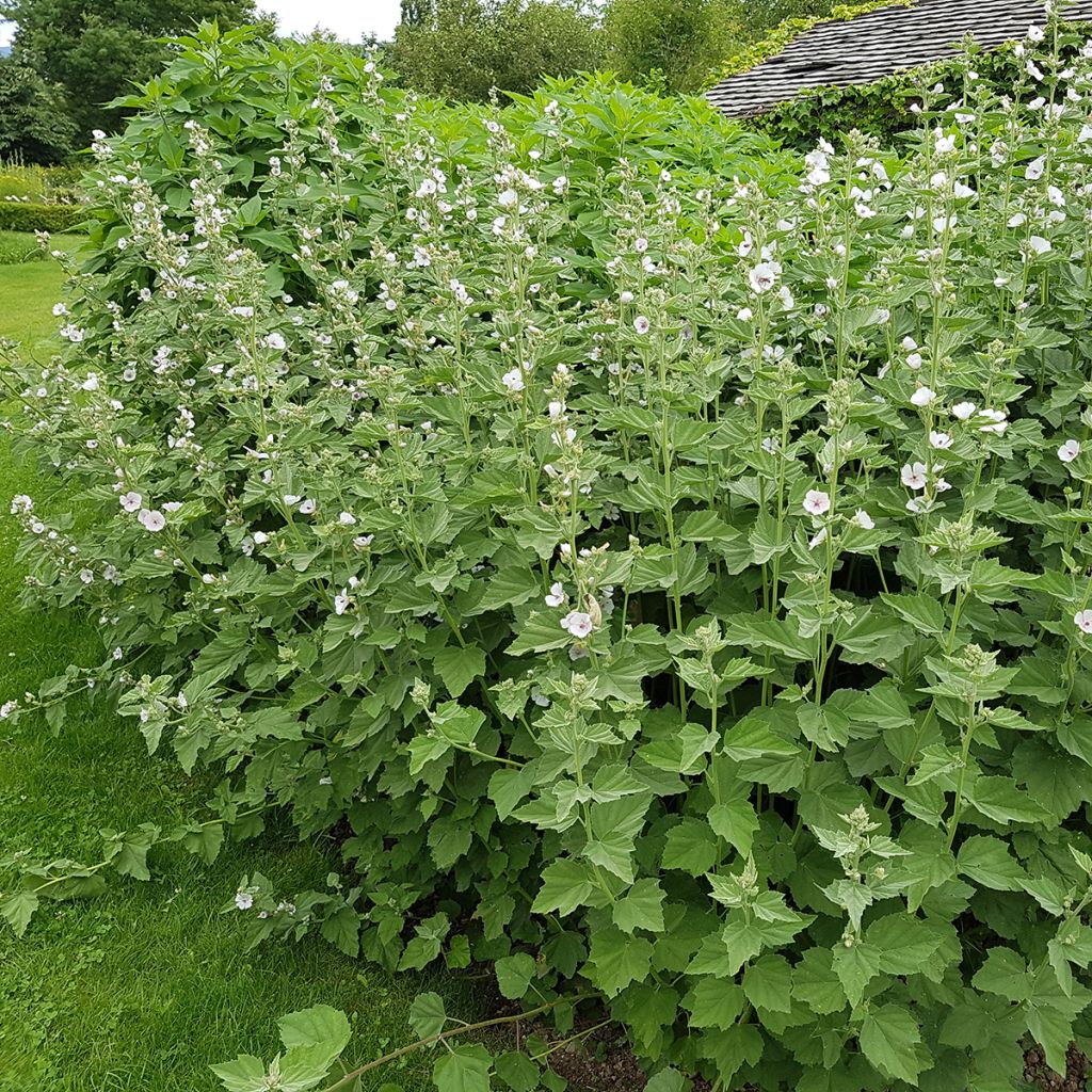 Malvavisco - Althaea officinalis