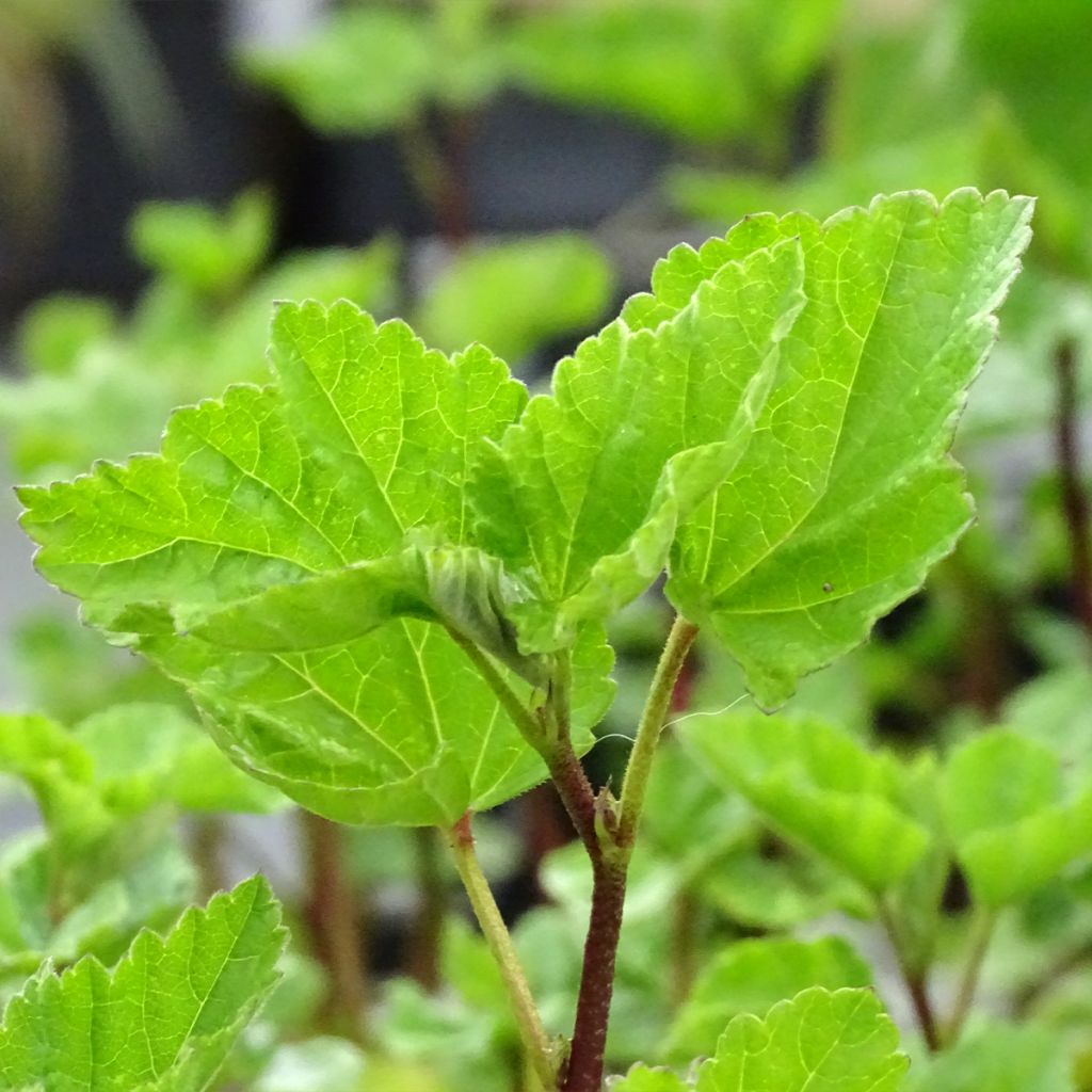 Guimauve officinale - Althaea officinalis