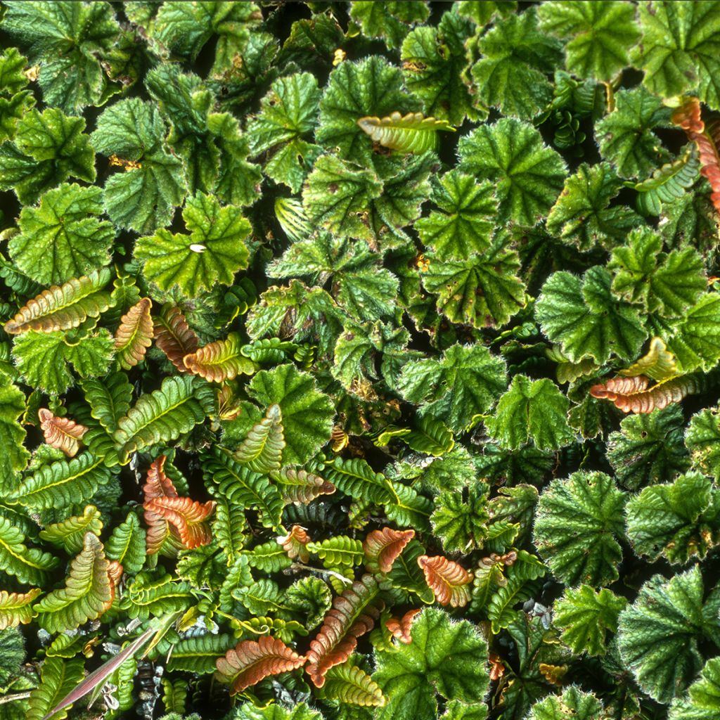 Gunnera magellanica - Nalca magallánica