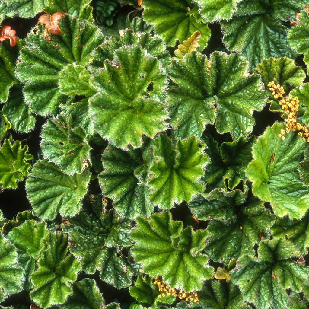 Gunnera magellanica - Nalca magallánica