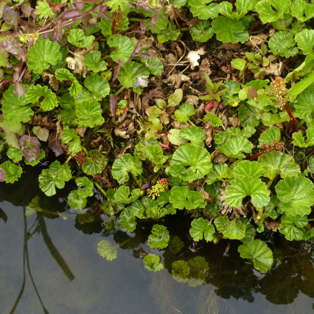 Gunnera magellanica - Nalca magallánica