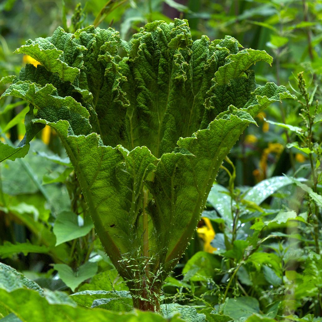 Gunnera manicata - Hojas gigantes