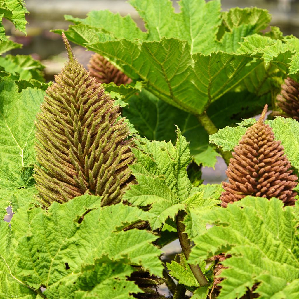 Gunnera manicata - Hojas gigantes