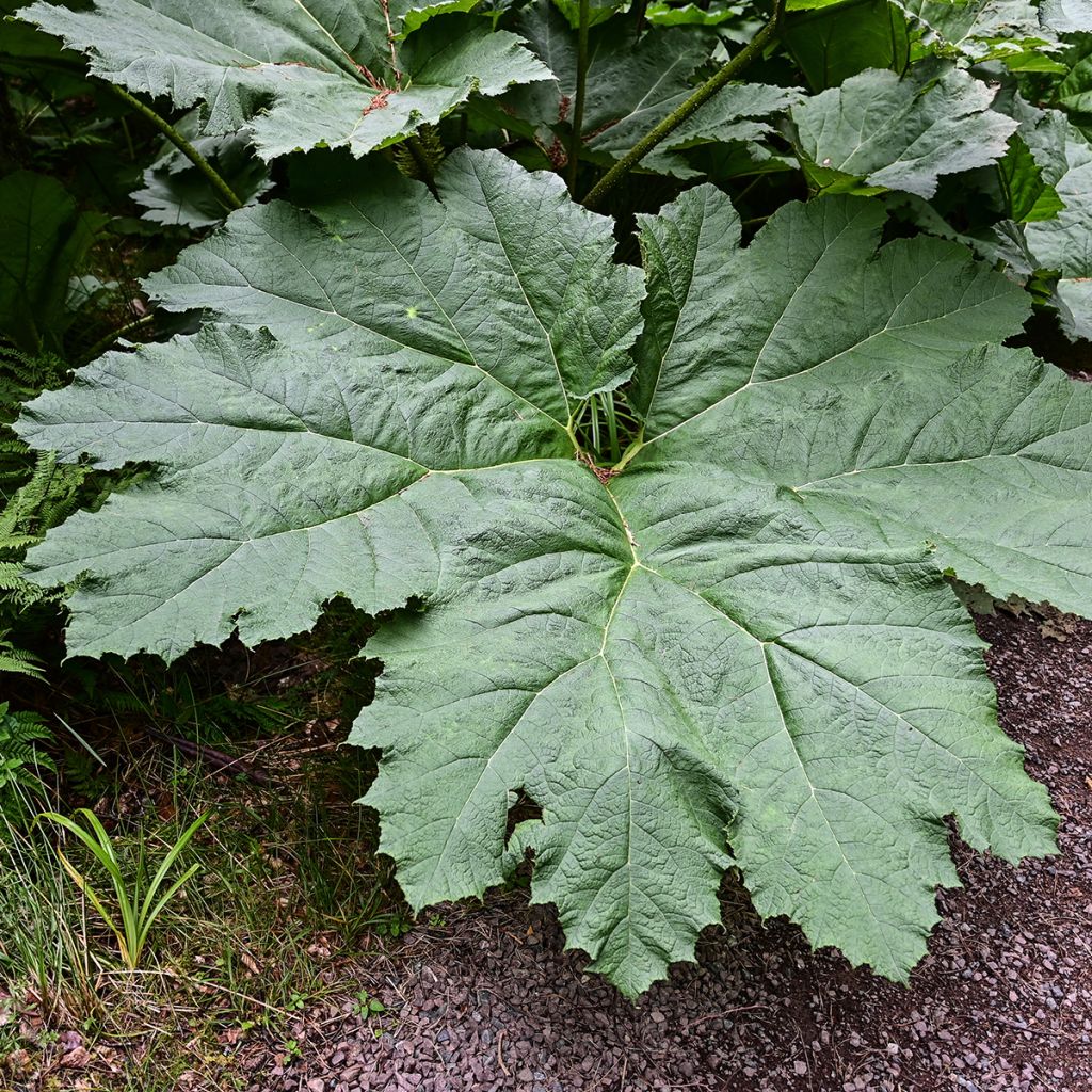 Gunnera manicata - Hojas gigantes