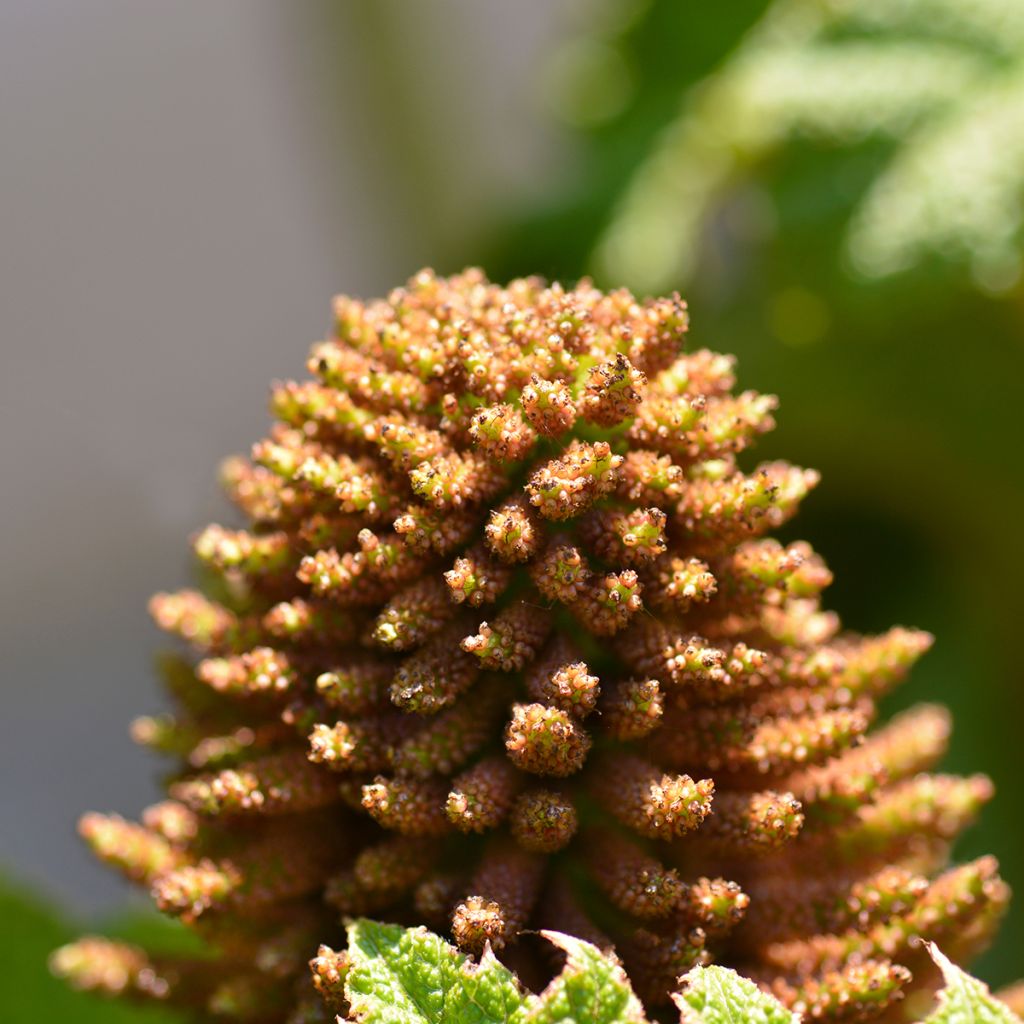 Gunnera manicata - Hojas gigantes