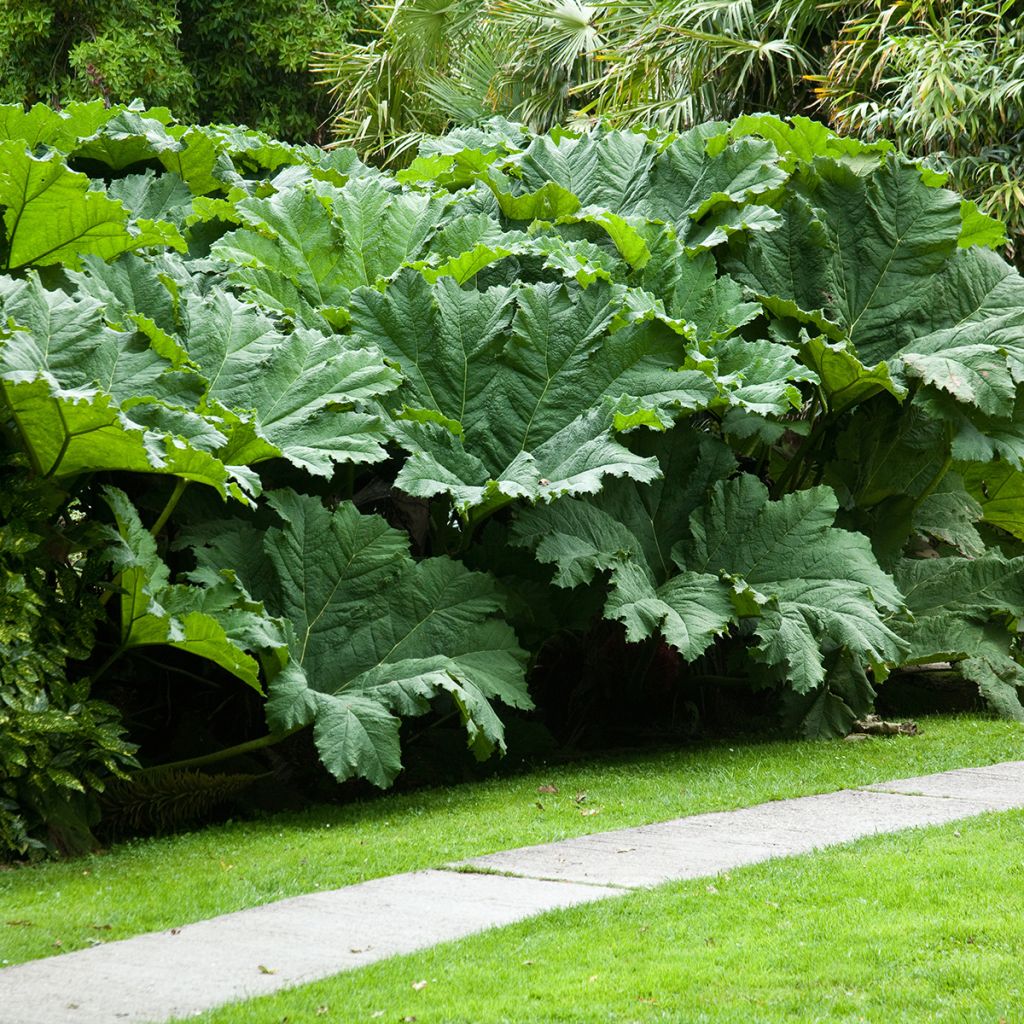 Gunnera manicata - Hojas gigantes