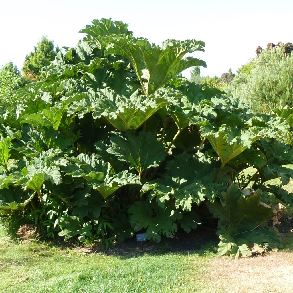 Gunnera tinctoria