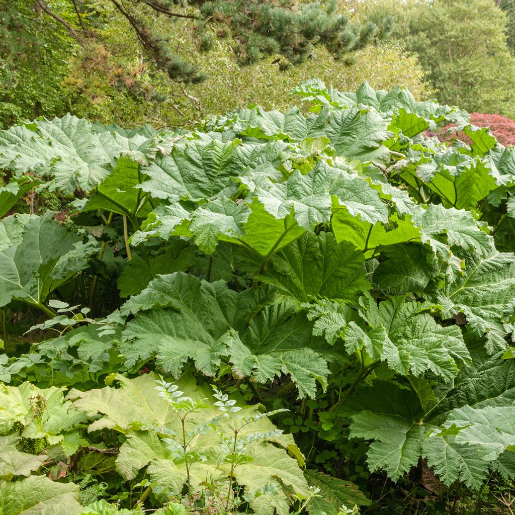 Gunnera tinctoria - Nalca