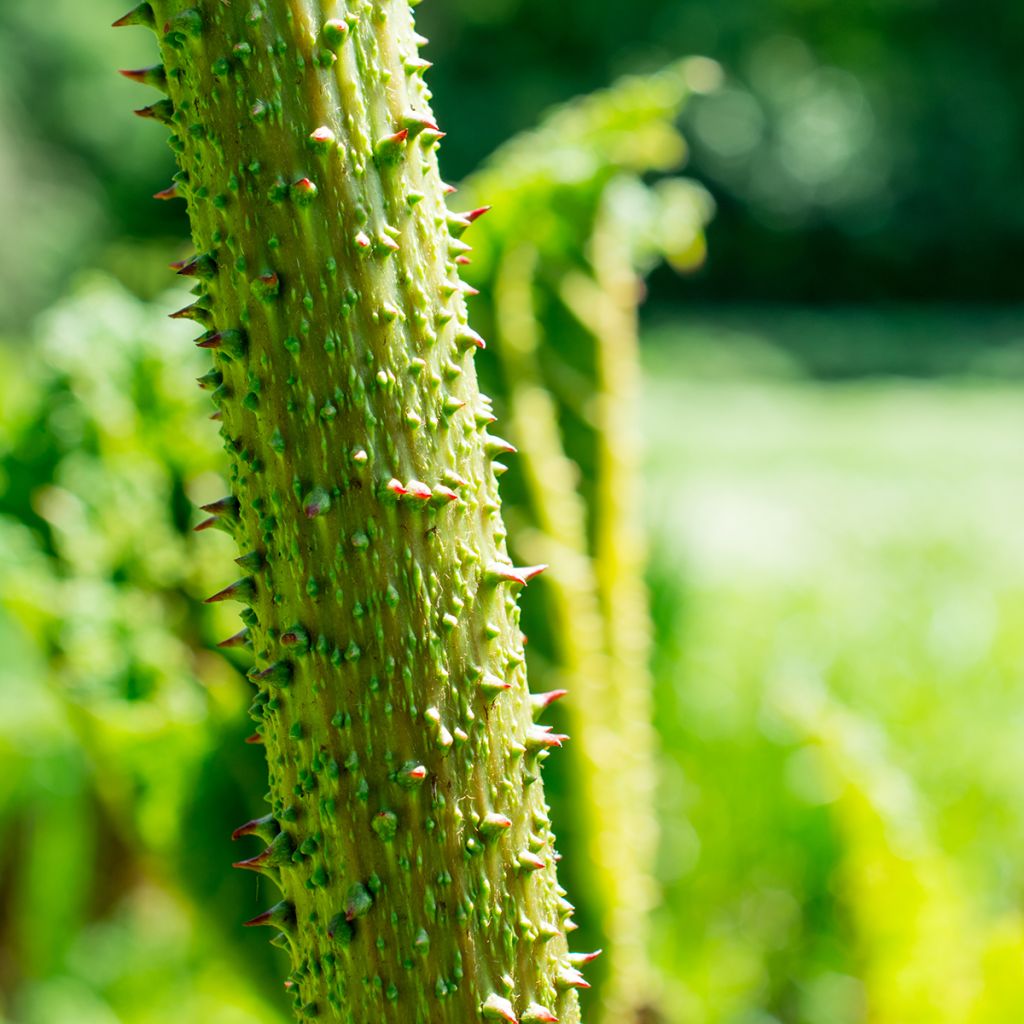 Gunnera tinctoria - Nalca