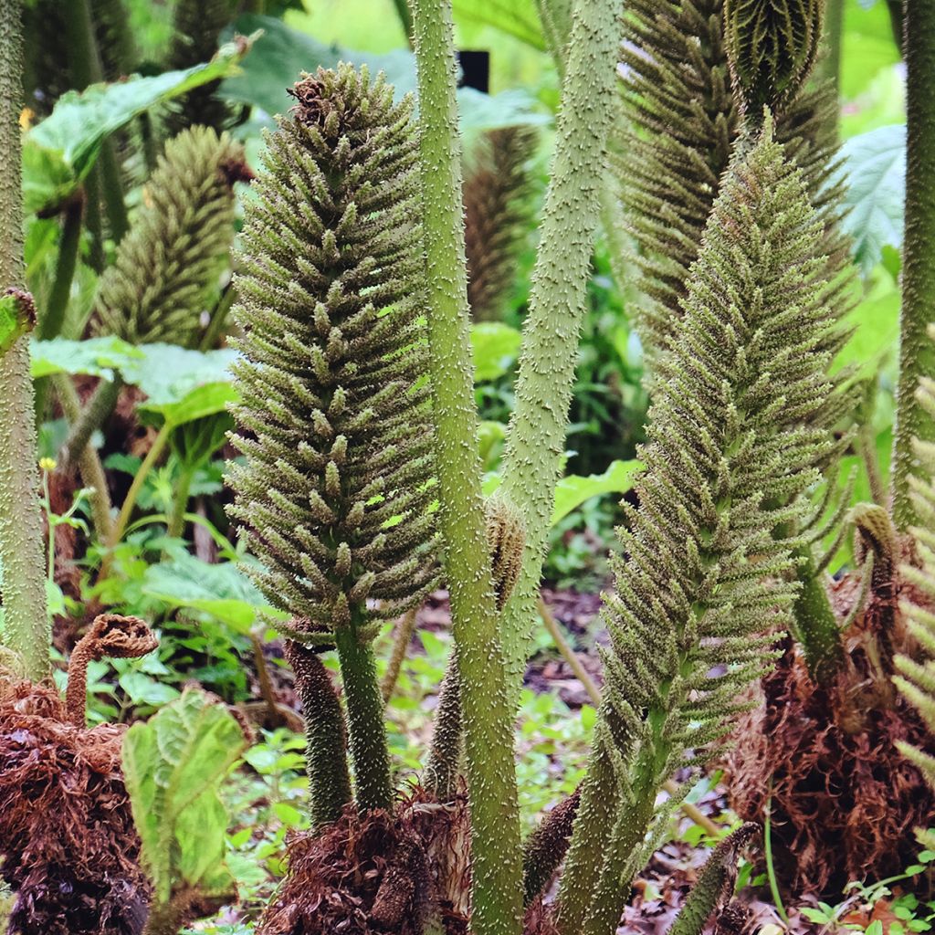 Gunnera tinctoria - Nalca