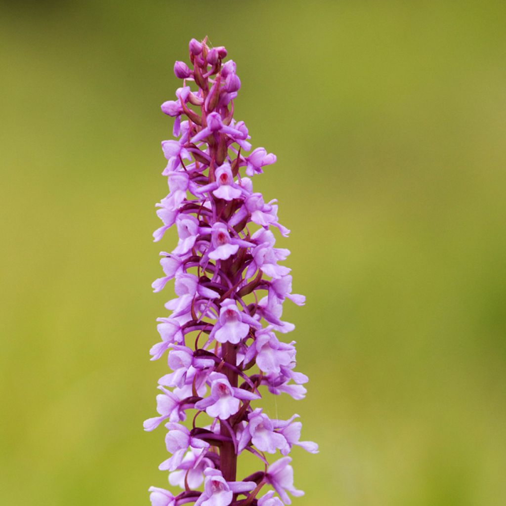 Gymnadenia conopsea - Orquídea moscardón