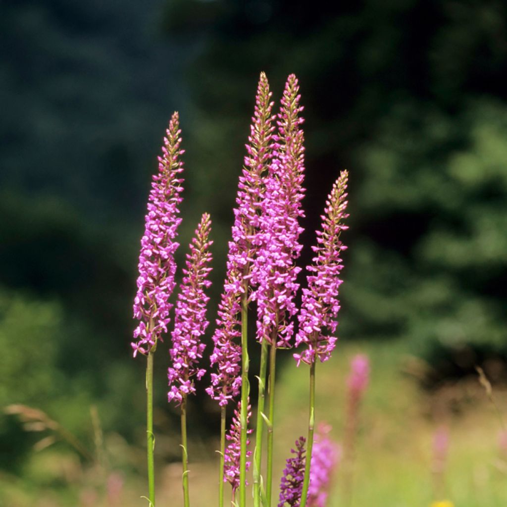 Gymnadenia conopsea - Orquídea moscardón