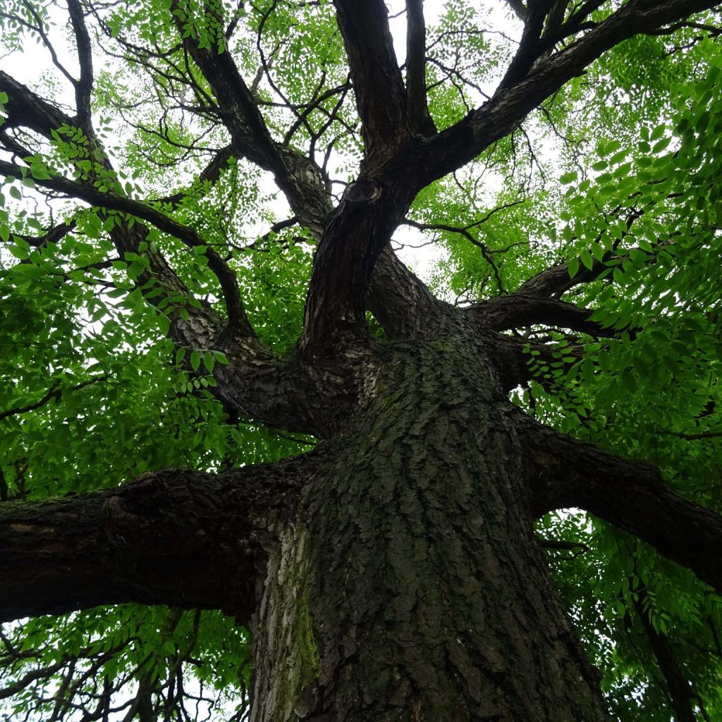 Gymnocladus dioica - Chicot du Canada