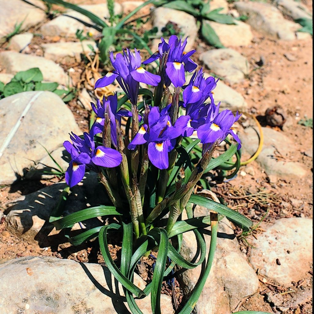 Gynandris sisyrinchium - Iris sisyrinchium