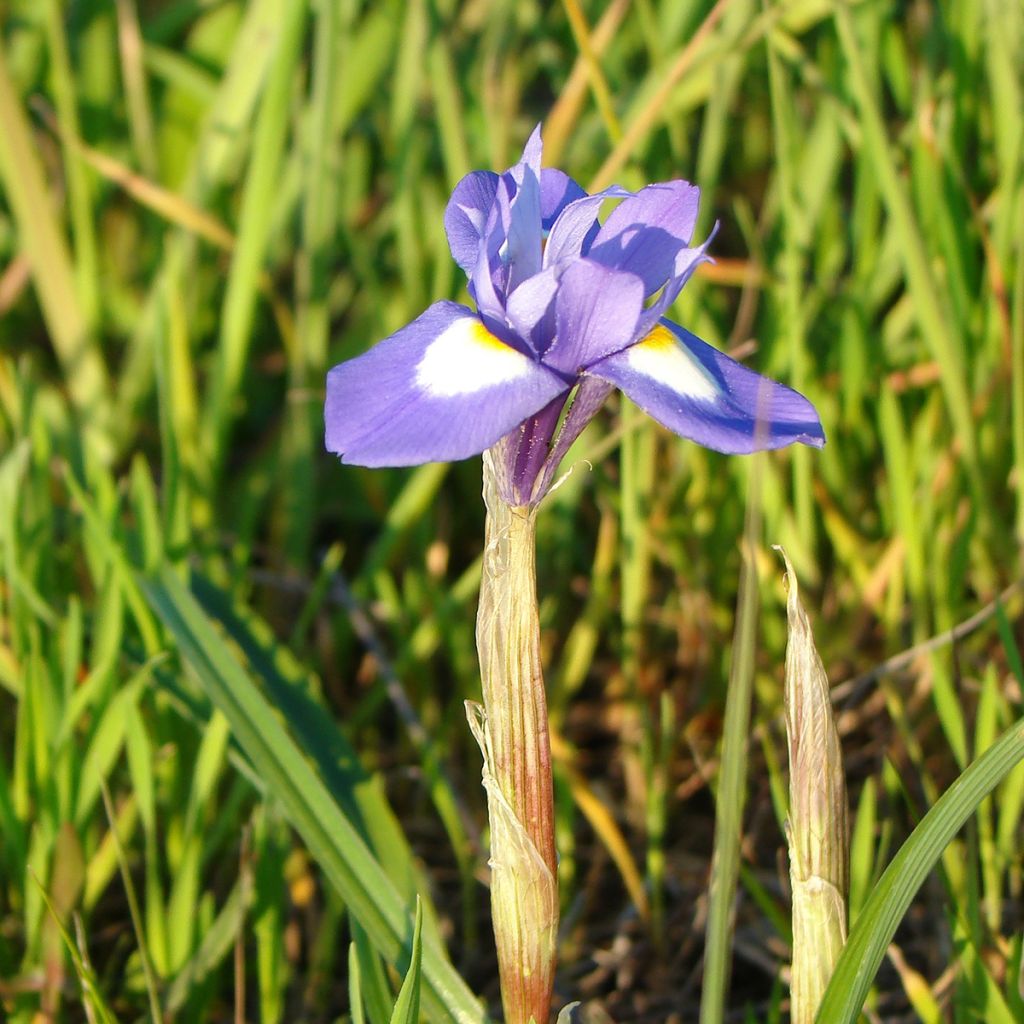 Gynandris sisyrinchium - Iris sisyrinchium