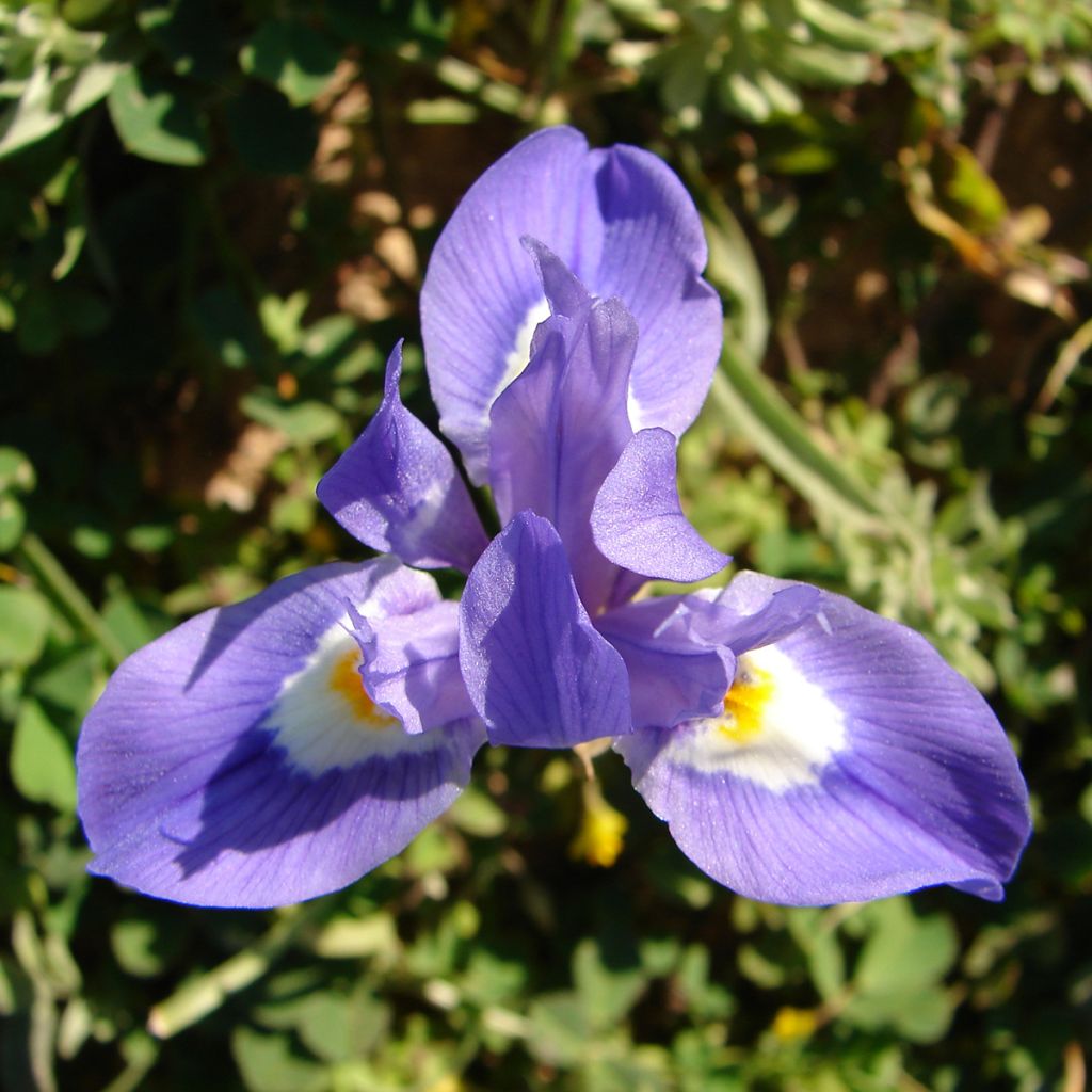 Gynandris sisyrinchium - Iris sisyrinchium