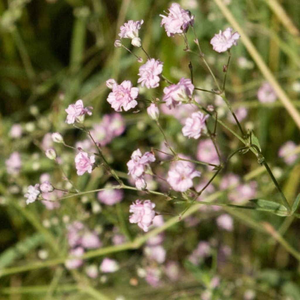 Gypsophila paniculata flamingo