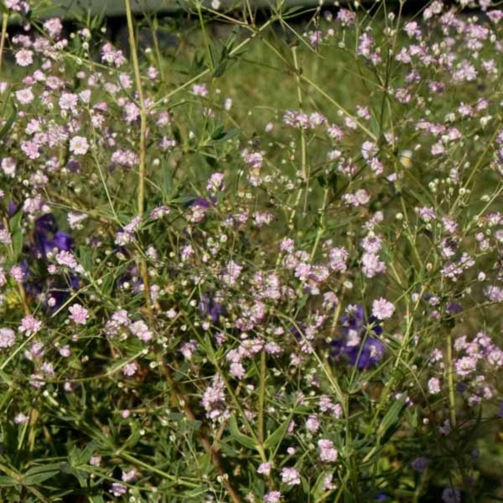 Gypsophila paniculata flamingo