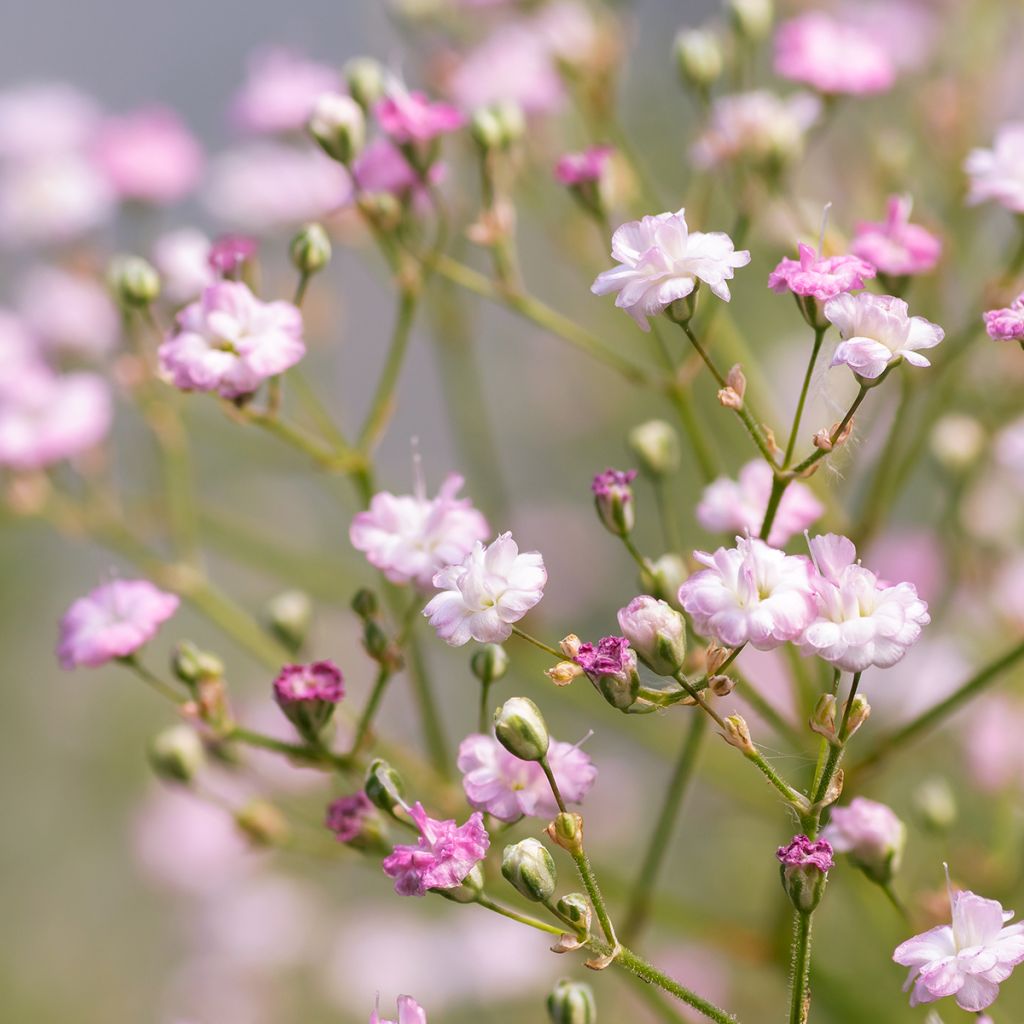 Gypsophila paniculata Flamingo