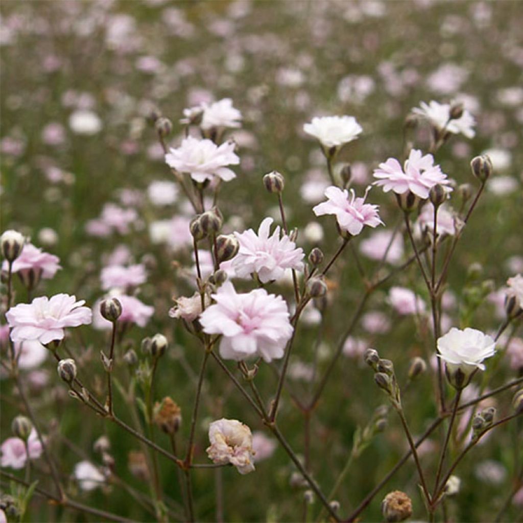 Gypsophila repens Rosa Schönheit - Gypsophile rampant rose foncé