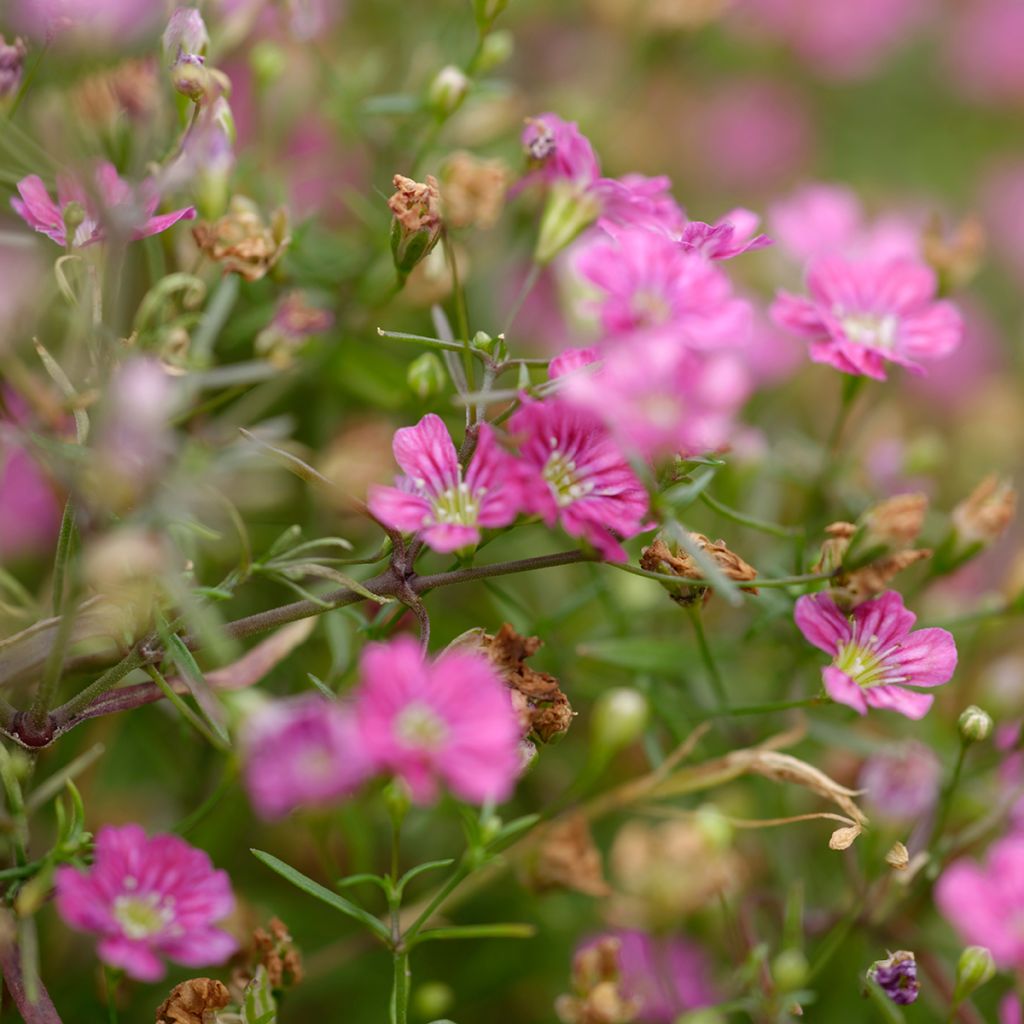 Gypsophila repens Rosa Schönheit - Aliento de bebé