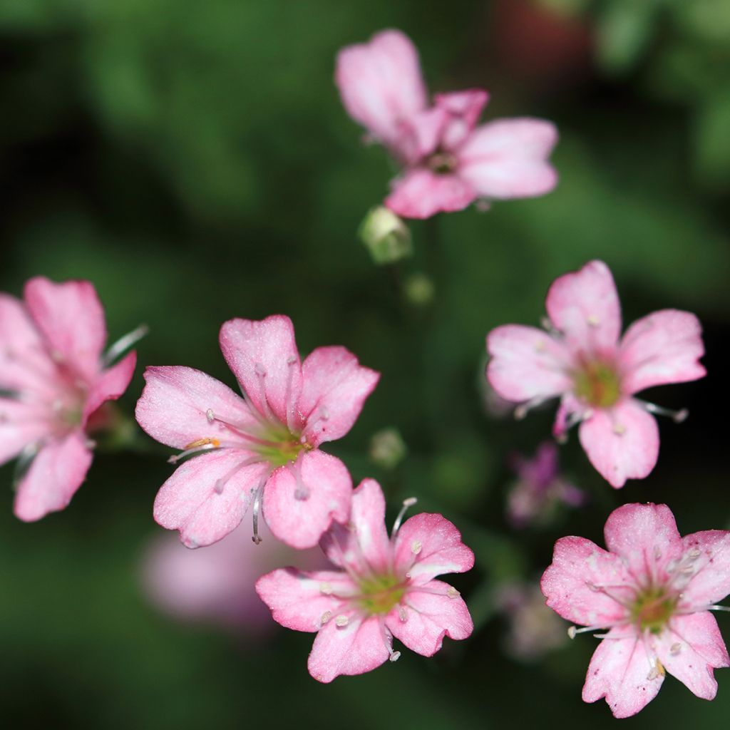 Gypsophila repens Rosa Schönheit - Aliento de bebé