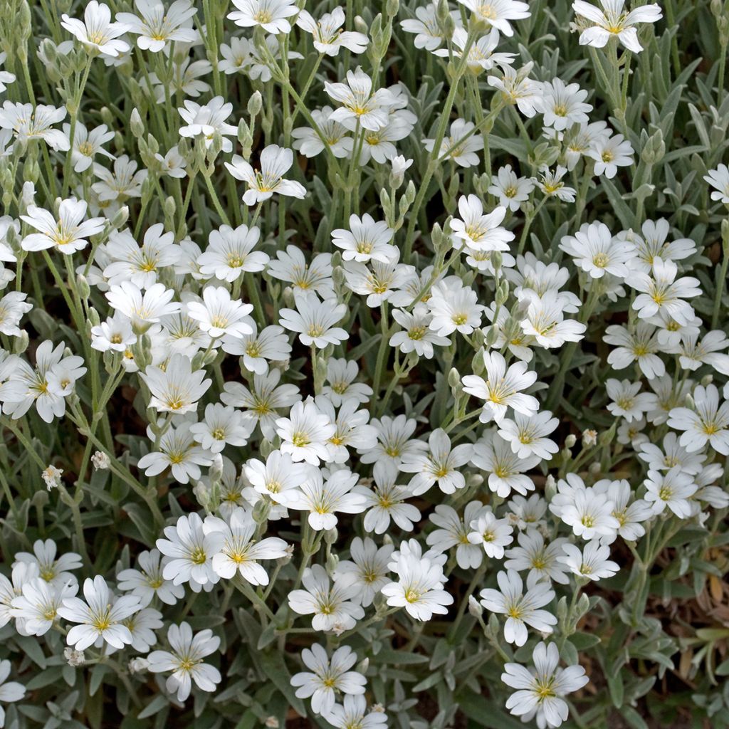 Gypsophila repens Alba - Aliento de bebé