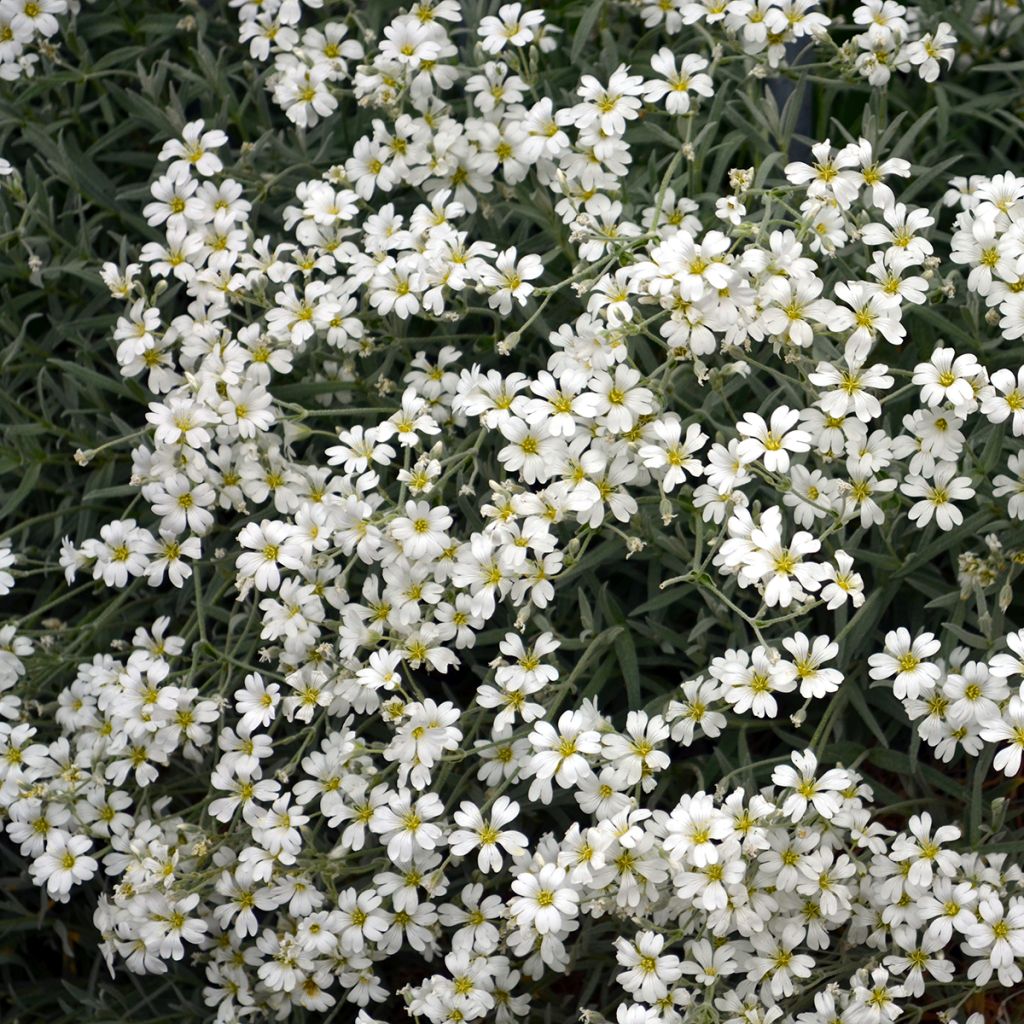 Gypsophila repens Alba - Aliento de bebé