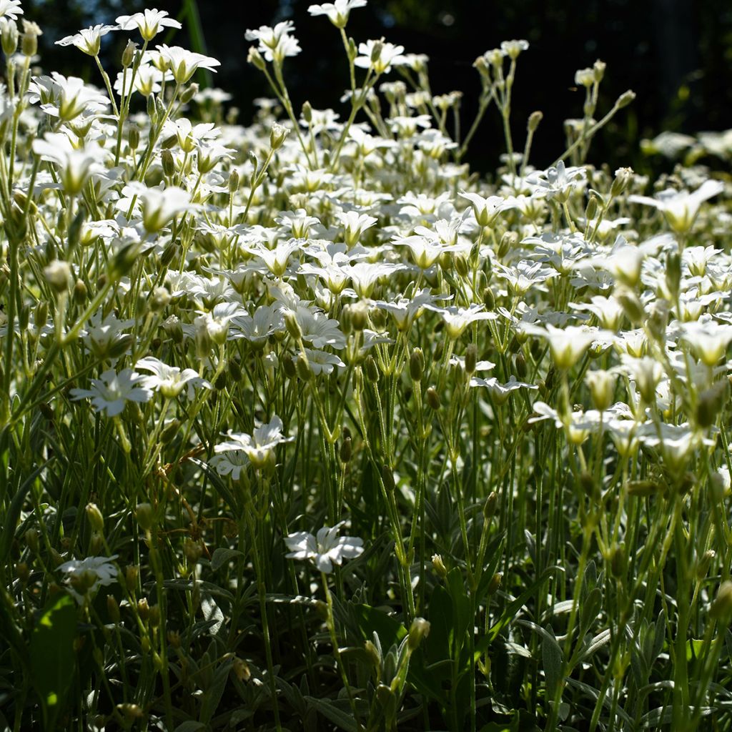 Gypsophila repens Alba - Aliento de bebé