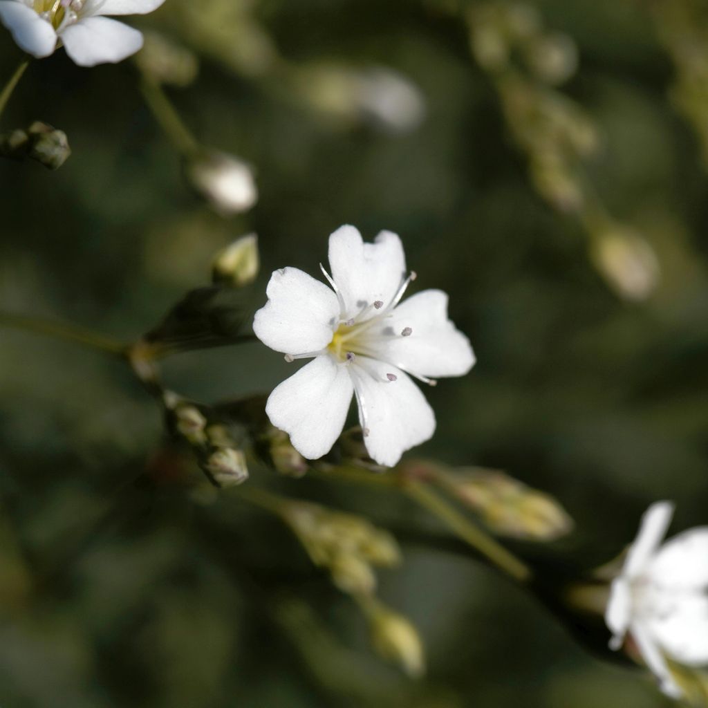 Gypsophila repens Alba - Aliento de bebé