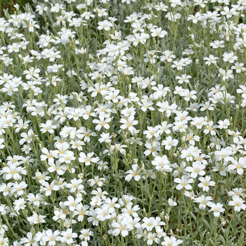 Gypsophila repens Alba - Aliento de bebé