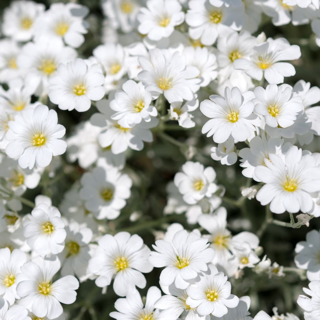 Gypsophila repens Alba - Aliento de bebé