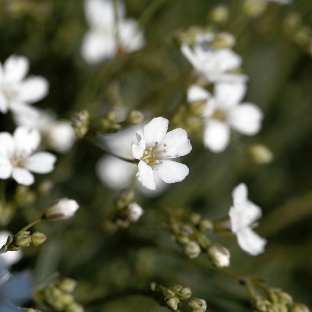 Gypsophila repens Alba - Aliento de bebé